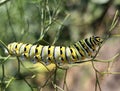 Yellow black swallowtail butterfly caterpillar eating dill plant Royalty Free Stock Photo