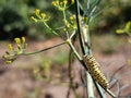 Yellow black swallowtail butterfly caterpillar eating dill plant Royalty Free Stock Photo