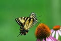 Yellow and black swallowtail butterfly on coneflower Royalty Free Stock Photo