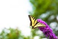 Yellow and black swallowtail butterfly feeding on pink butterfly bush flowers Royalty Free Stock Photo