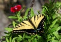 Tiger Swallowtail butterfly drying its wings in the sun. Royalty Free Stock Photo