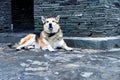 A yellow-black well-fed dog lies near a stone kennel and guards. Lazy accumulated pet free. A dog with a neck collar is looking Royalty Free Stock Photo