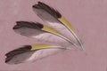 Yellow-black-white bird feathers are located on a pink background. Royalty Free Stock Photo