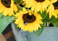 Yellow black white bumblebee with fur sitting on a sunflower, the plants are stored in a grey container, by day Royalty Free Stock Photo