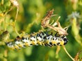 Yellow, Black and White Caterpillar Royalty Free Stock Photo