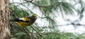 Yellow, black & white colored Evening Grosbeak Coccothraustes vespertinus on a tree branch.