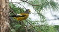 Yellow, black & white colored Evening Grosbeak Coccothraustes vespertinus on a tree branch.