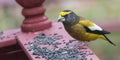 Yellow, black & white colored Evening GrosbeaksCoccothraustes vespertinus stop to eat where there is bird seed aplenty.