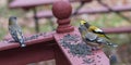 Yellow, black & white colored Evening GrosbeaksCoccothraustes vespertinus stop to eat where there is bird seed aplenty.