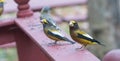 Yellow, black & white colored Evening GrosbeaksCoccothraustes vespertinus stop to eat where there is bird seed aplenty.