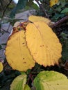 Yellow blackberry leaves in autumn