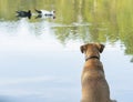 A Blackmouth Cur dog sitting patiently watching a pair of ducks swimming by