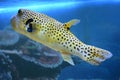 Yellow Blackspotted Puffer Or Dog-faced Puffer Fish Royalty Free Stock Photo