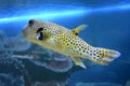 Yellow Blackspotted Puffer Or Dog-faced Puffer Fish Royalty Free Stock Photo