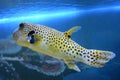 Yellow Blackspotted Puffer Or Dog-faced Puffer Fish Royalty Free Stock Photo