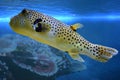 Yellow Blackspotted Puffer Or Dog-faced Puffer Fish Royalty Free Stock Photo