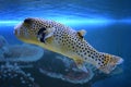 Yellow Blackspotted Puffer Or Dog-faced Puffer Fish Royalty Free Stock Photo