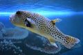 Yellow Blackspotted Puffer Or Dog-faced Puffer Fish Royalty Free Stock Photo