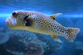 Yellow Blackspotted Puffer Or Dog-faced Puffer Fish Royalty Free Stock Photo