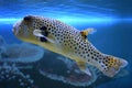 Yellow Blackspotted Puffer Or Dog-faced Puffer Fish Royalty Free Stock Photo