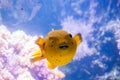Yellow Blackspotted Puffer Or Dog-faced Puffer Fish - Arothron Nigropunctatus. Wonderful and beautiful underwater world with Royalty Free Stock Photo