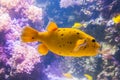 Yellow Blackspotted Puffer Or Dog-faced Puffer Fish - Arothron Nigropunctatus. Wonderful and beautiful underwater world with Royalty Free Stock Photo