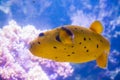 Yellow Blackspotted Puffer Or Dog-faced Puffer Fish - Arothron Nigropunctatus. Wonderful and beautiful underwater world with Royalty Free Stock Photo