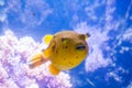 Yellow Blackspotted Puffer Or Dog-faced Puffer Fish - Arothron Nigropunctatus. Wonderful and beautiful underwater world with Royalty Free Stock Photo