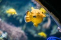 Yellow Blackspotted Puffer Or Dog-faced Puffer Fish Arothron Nig Royalty Free Stock Photo