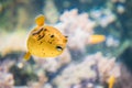 Yellow Blackspotted Puffer Or Dog-faced Puffer Fish Arothron Nigropunctatus Swimming In Water. Royalty Free Stock Photo