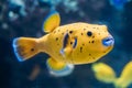 Yellow Blackspotted Puffer Or Dog-faced Puffer Fish Arothron Nigropunctatus Swimming In Water.