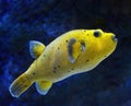 Yellow blackspotted Puffer fish against blue background side profile showing black spots and fins Royalty Free Stock Photo