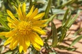 Yellow Blanket Flower in Utah USA