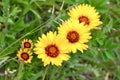 Yellow Blanket Flowers in a bunch along hiking trail at Waterton Lakes National Park Royalty Free Stock Photo