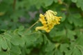 Yellow fumitory corydalis Pseudofumaria lutea, fern-like leaves and yellow flowers