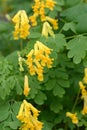 Yellow fumitory corydalis Pseudofumaria lutea, showy yellow flowers