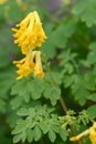 Yellow fumitory corydalis Pseudofumaria lutea, spurred, golden yellowÂ flowers