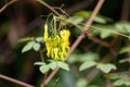 Yellow bleeding heart vine Dactylicapnos scandens with pending yellow flowers