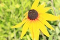 Narrowleaf Sunflower