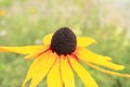 Narrowleaf Sunflower