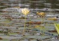 Yellow bloom and buds of the American Lotus, Nelumbo lutea, in Caddo Lake near Uncertain, Texas. Royalty Free Stock Photo