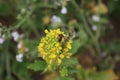 Yellow bloom close-up. Daylight photo. Bee collect pollen.