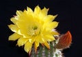 Yellow bloom on a hedgehog cactus