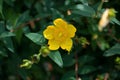 The yellow bloom of a jasmine bush