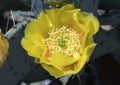 Yellow Bloom prickly pear cactus Royalty Free Stock Photo