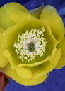 Yellow Bloom prickly pear cactus Royalty Free Stock Photo