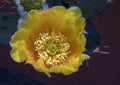 Yellow Bloom prickly pear cactus Royalty Free Stock Photo