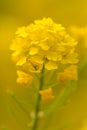 Yellow bloom of