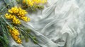 Yellow blooming acacia branch on gray fabric background. Royalty Free Stock Photo