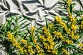 Yellow blooming acacia branch on gray fabric background. Mimosa, Acacia pycnantha, golden wattle, acacia saligna flowers Royalty Free Stock Photo